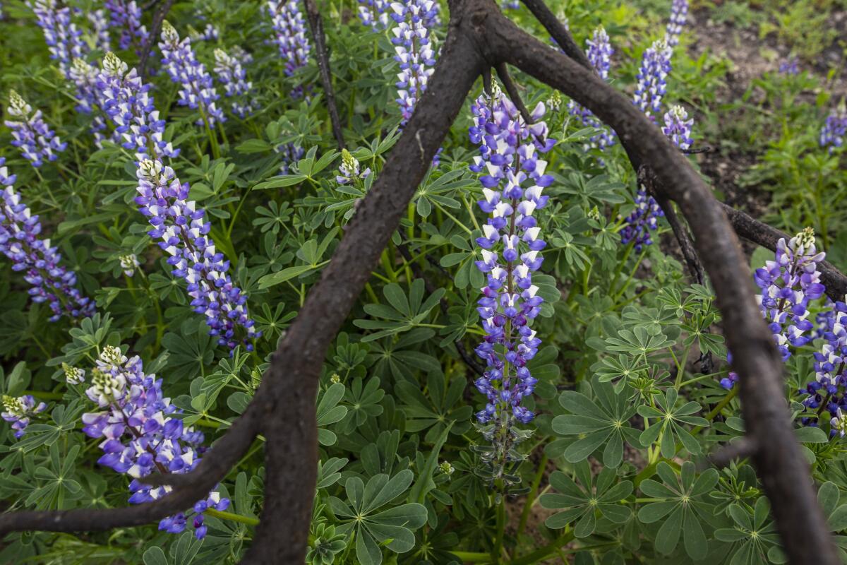 Arroyo lupine at Malibu Creek State Park.