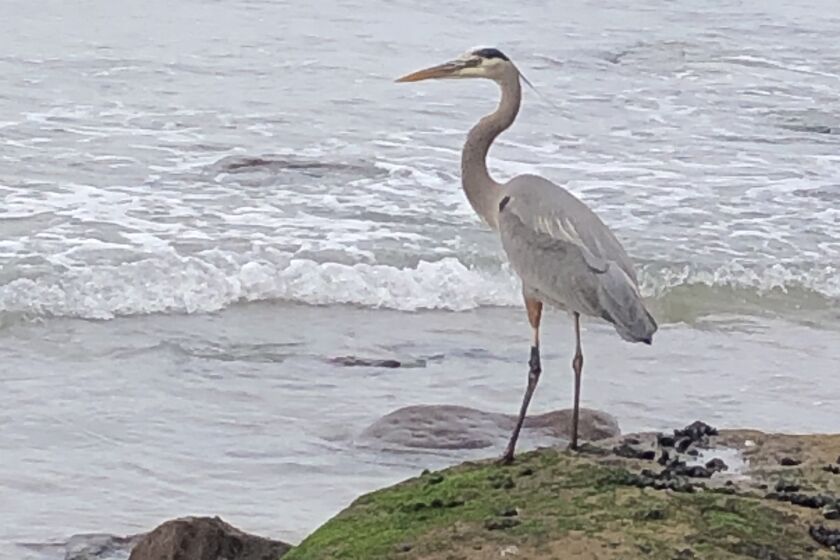 A blue heron surveys the waves from the tide pools just north of Scripps Pier.