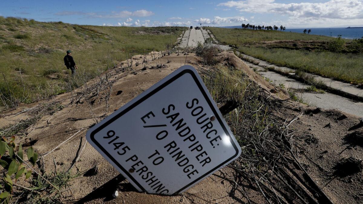 Scientists were overjoyed when they discovered several pairs of burrowing owls hunkered down in the dunes at the western end of Los Angeles International Airport.