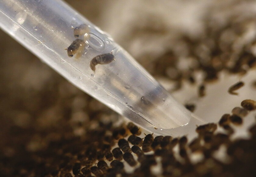 Kelios genetiškai modifikuotų Aedes aegypti uodų lėliukės įtraukiamos į vamzdelį apžiūrai.