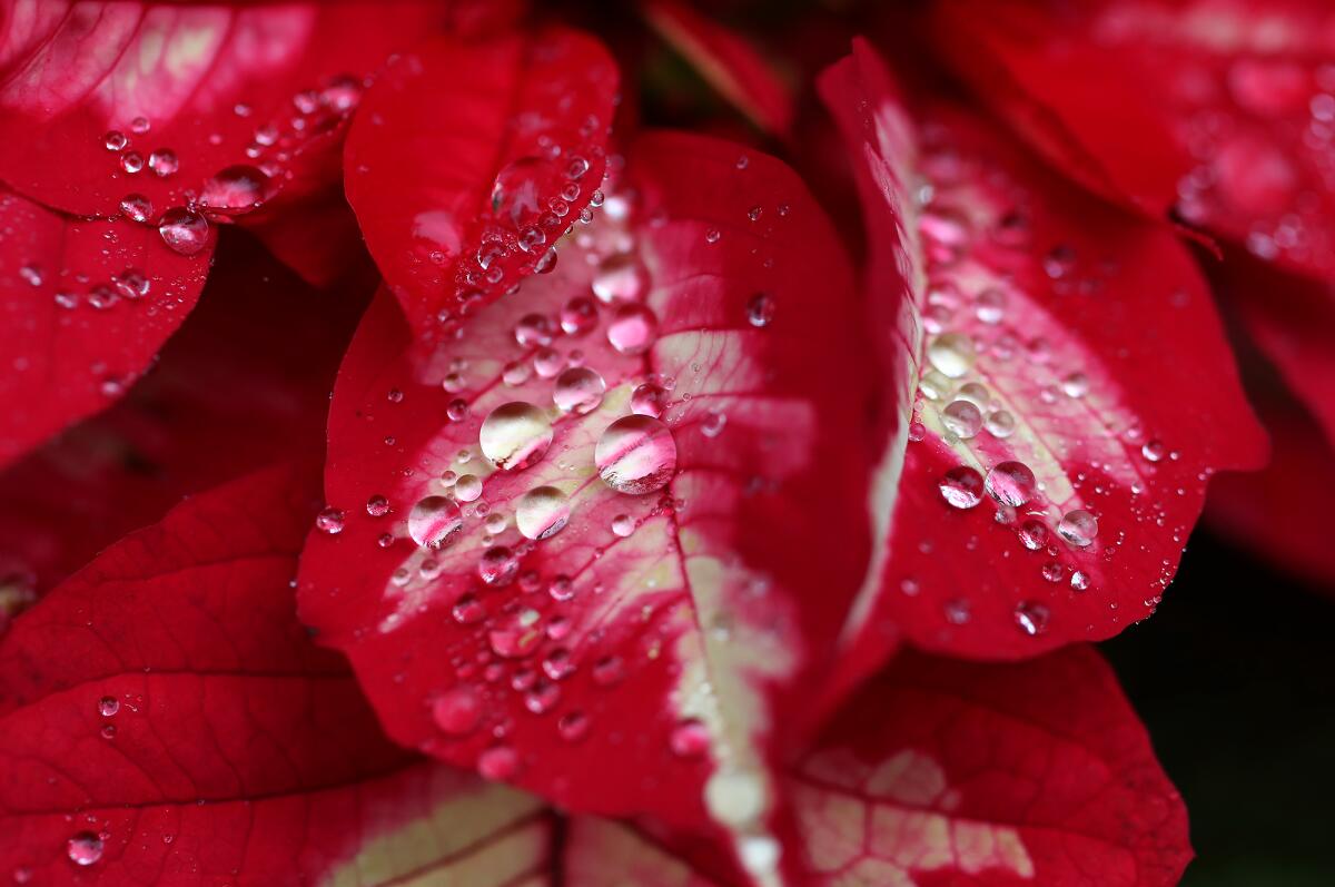 Rain droplets rest on poinsettia leaves at Sherman Library and Gardens in Newport Beach.