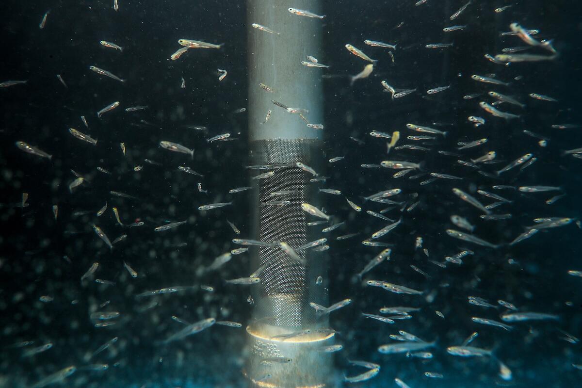 Small fish swim around a metal column 
