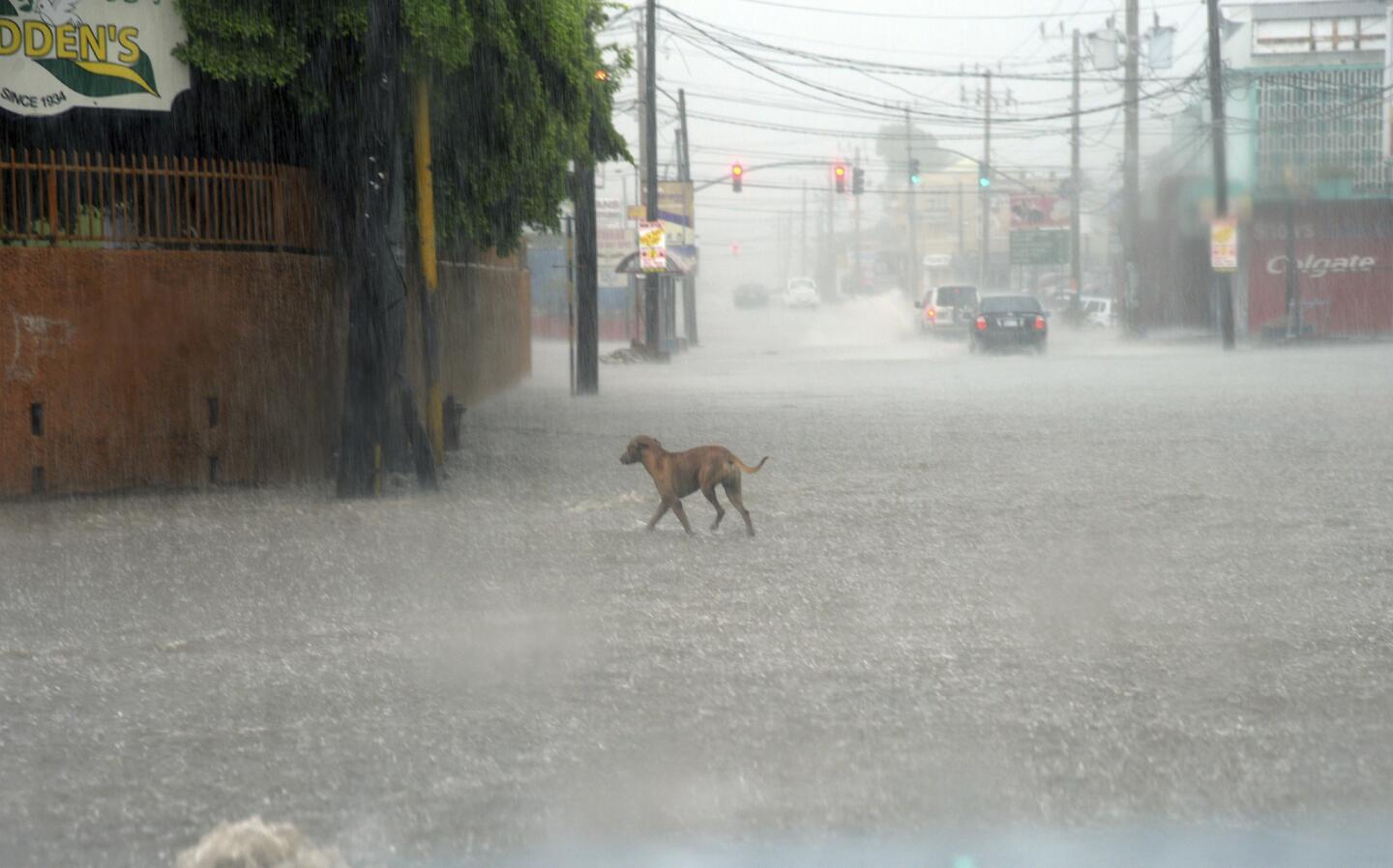 A dog crosses a street under heavy rain in downtown Kingston, Jamaica, on Oct. 2 , 2016.