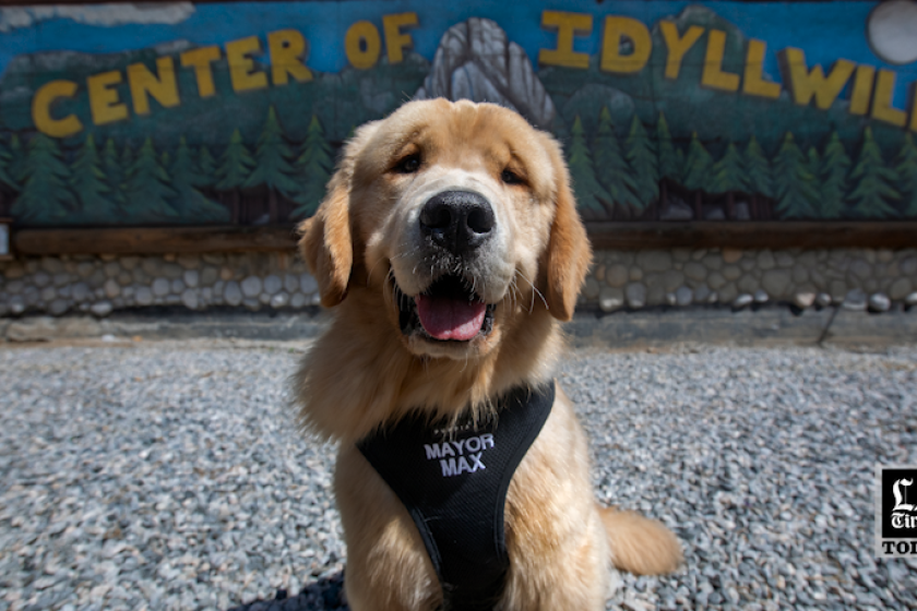 LA Times Today: The unusual story of how a dog became a town’s mayor