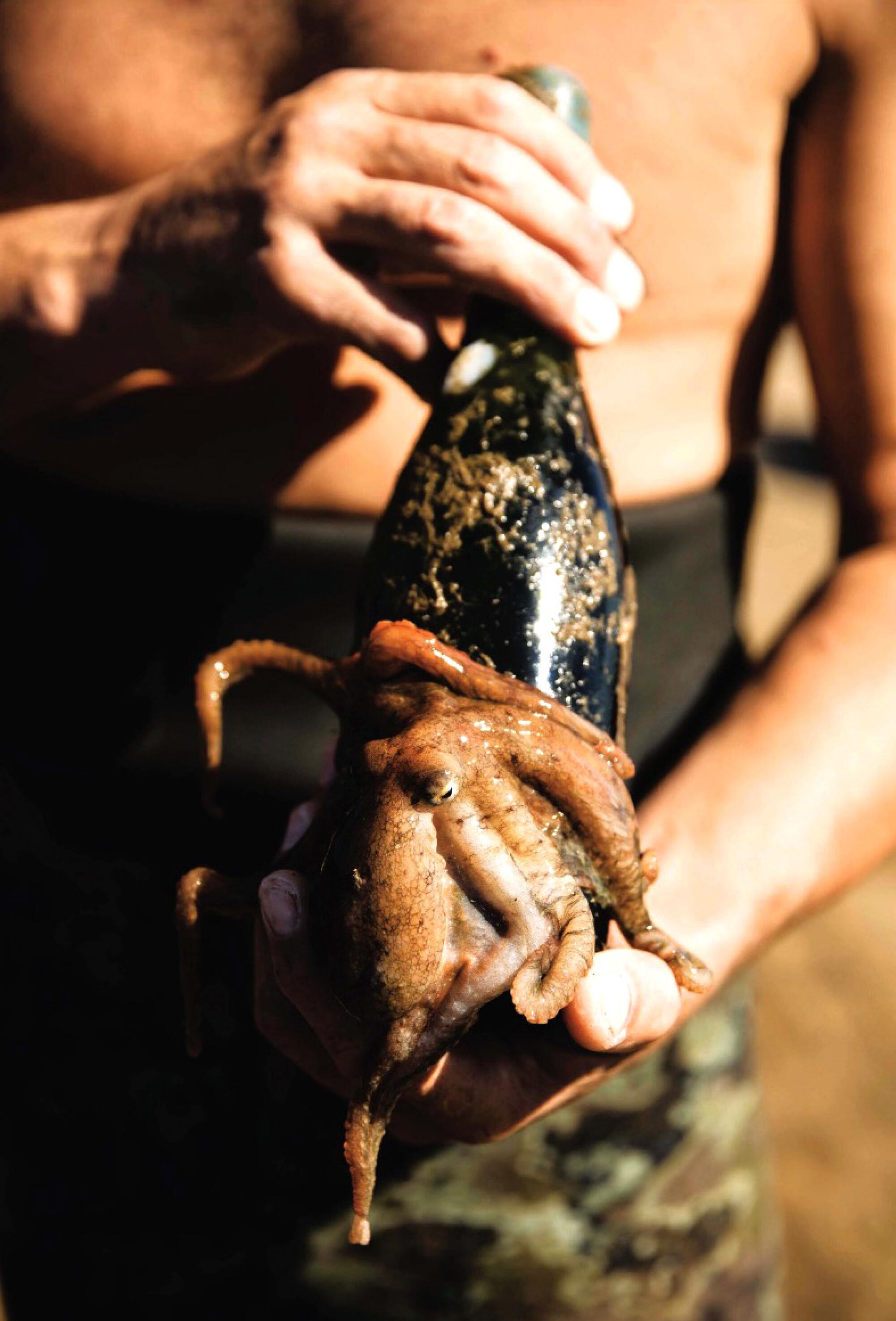 An octopus covers an Ocean Fathoms wine bottle.