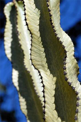 The cactus garden at Dominguez Rancho Adobe