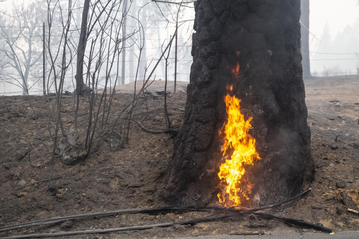 The base of a tree burns near the Concow Reservoir on Wednesday.