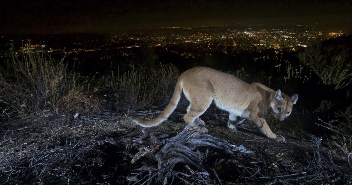 The other Angelenos: What a naturalist's survey of Los Angeles wildlife reveals