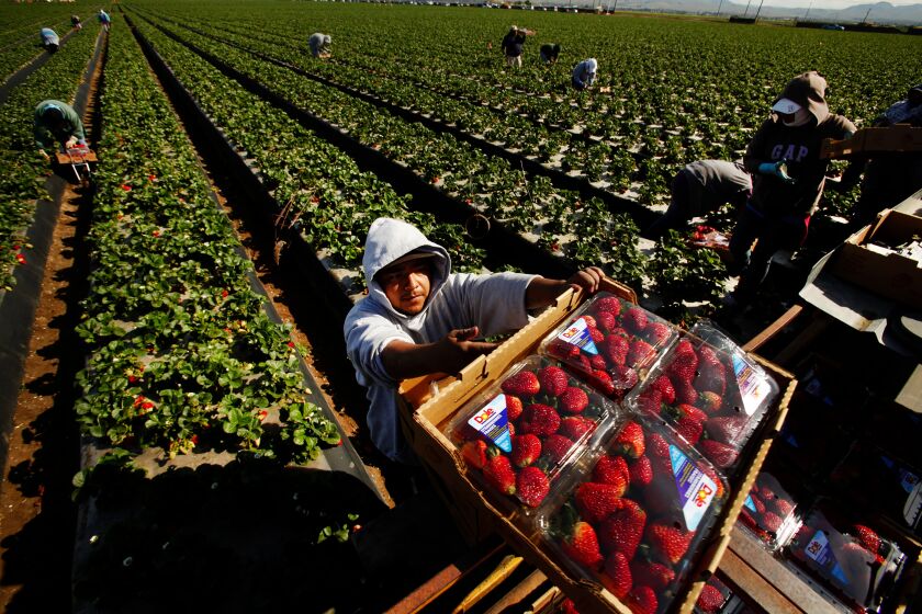 Al Seib  Los Angeles Times WORKERS PICK strawberries in Santa Maria. Recruitment of seasonal foreign workers hit a record 20,905 so far this year.