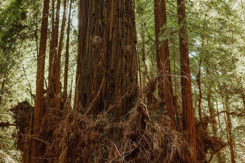 Russian River Redwoods- (Vivian Chen courtesy Save the Redwoods League)