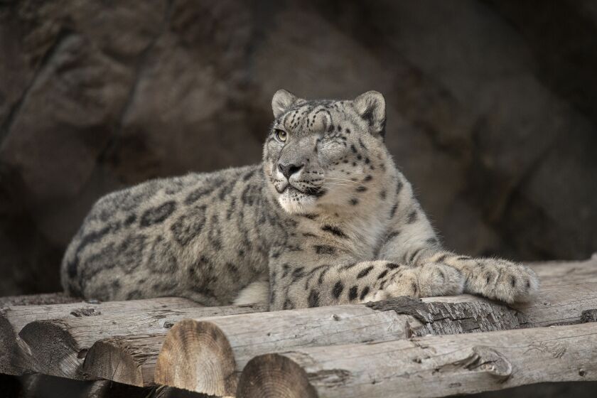 Ramil, a 9-year-old snow leopard at the San Diego Zoo that recently tested positive for the coronavirus. In 2017, veterinarians removed his left eye due to a chronic condition he already had when he arrived at the zoo.