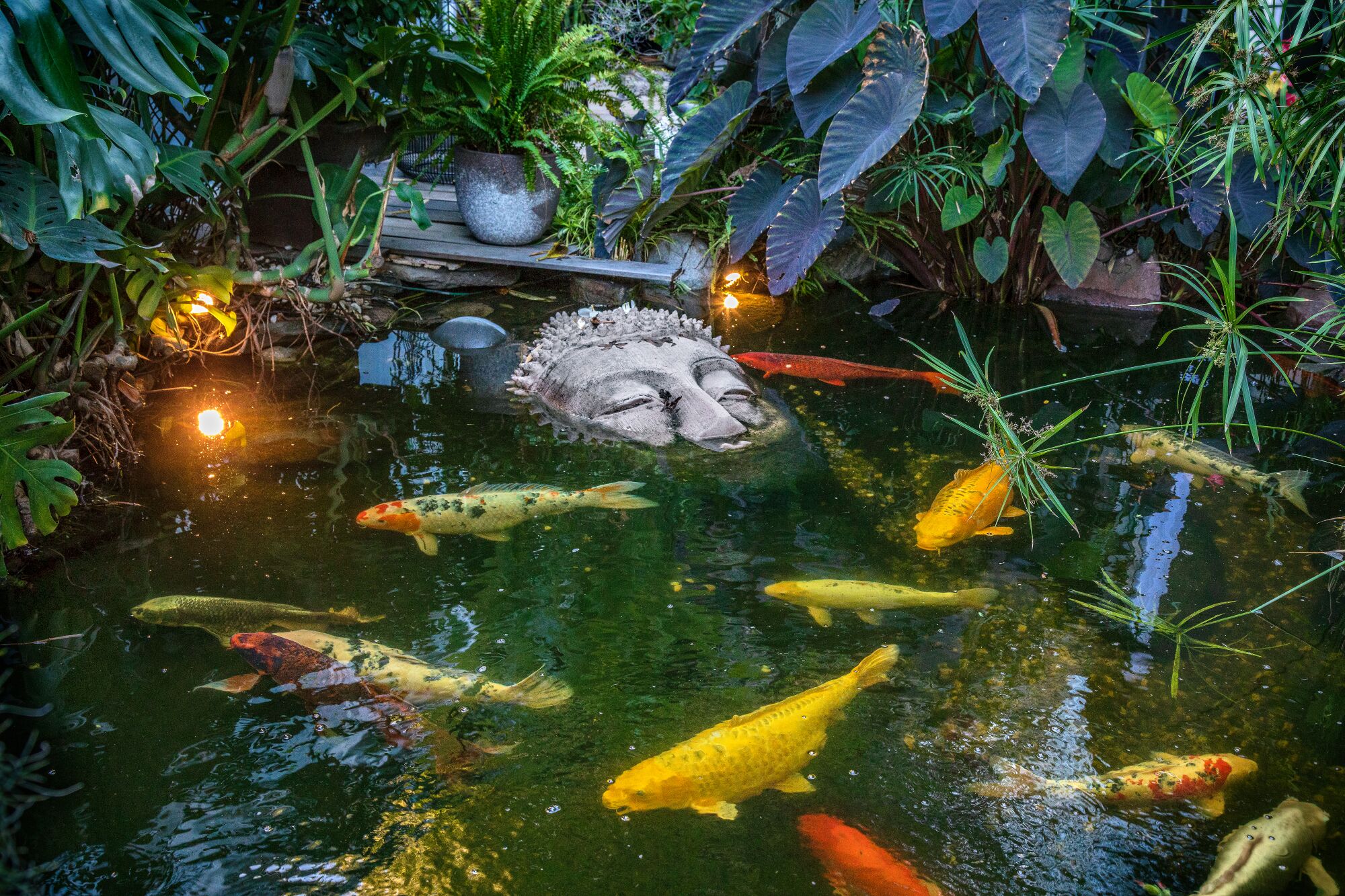 Koi swim in a pond around a submerged Buddha head