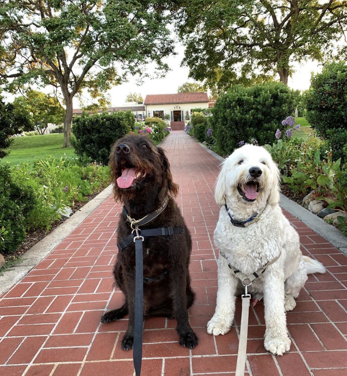The Inn at Rancho Santa Fe will host the Valentine Pooch Smooch adoption event on Feb. 16.