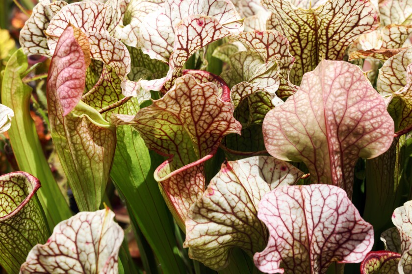 Green plant leaves with vivid red veins.