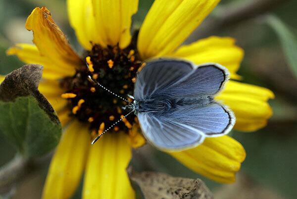 A male Palos Verdes blue butterfly alights on a flower after being released with several others at San Pedro's Friendship Park. The release was a big step toward saving the endangered insect from extinction.