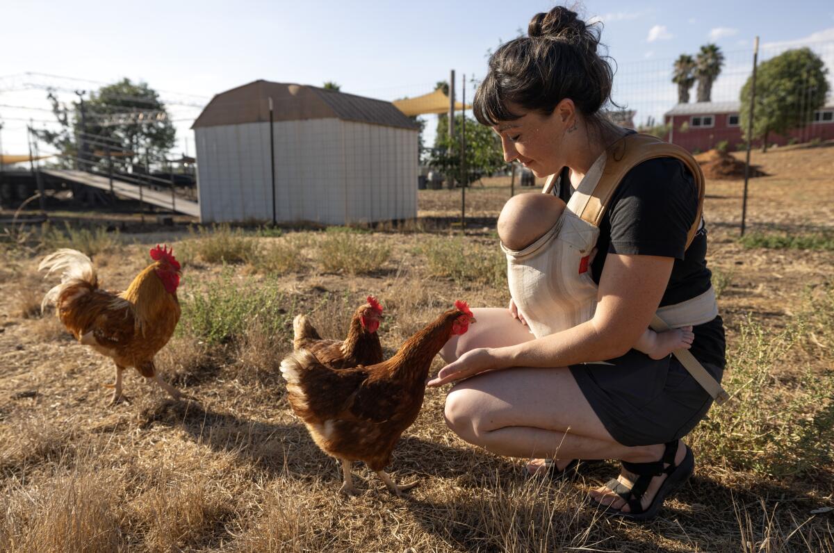 Chloe Nevarez, holding her 3-month old baby, Eliza, puts her hand out to chickens at the Happy Hens egg farm.