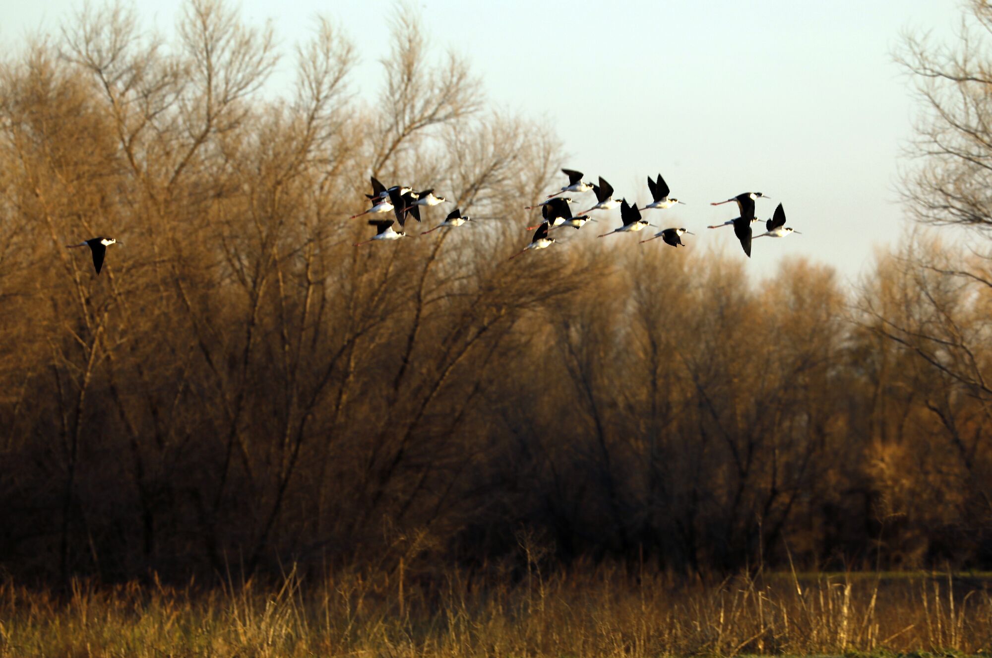 Birds soar above a flooded farmfield in Yolo County.