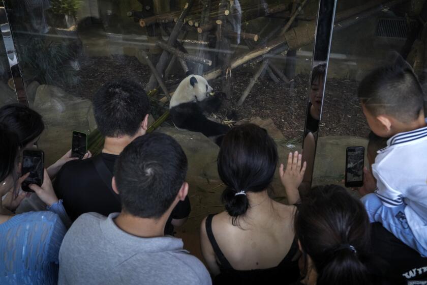 ARCHIVO - Visitantes miran a Tao Bang, uno de los osos pandas regresados de Shirahama, en el oeste de Japón, en febrero de este año mientras come bambú en la Base de Investigación de Chengdu de Cría de Pandas Gigantes, en la provincia de Sichuan, el 9 de septiembre de 2023. Un hombre fue expulsado de por vida del centro por arrojar "objetos" a los animales. (AP Foto/Andy Wong, Archivo)
