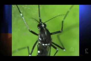 Crews spray for Asian tiger mosquitoes in San Gabriel Valley