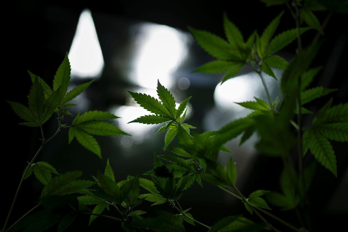 Marijuana plants under grow lights at Alternative Solutions, a medical marijuana producer in Washington, D.C., are shown in this file photo from April 19, 2016.