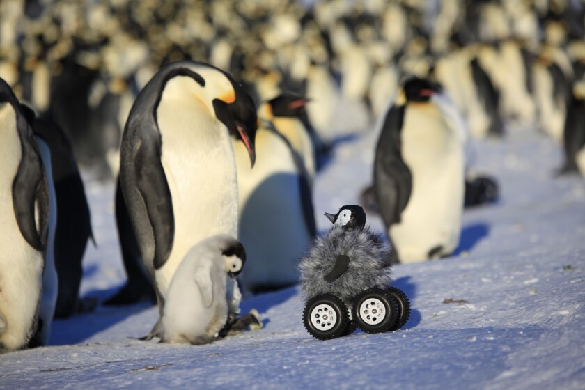 A brooding emperor penguin with its chick is visited by a rover camouflaged as another chick.