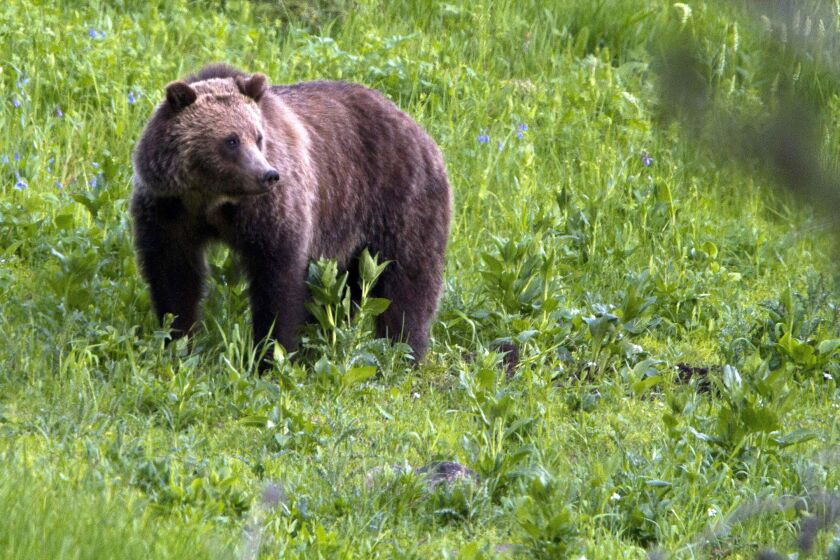 FILE - In this July 6, 2011, file photo, a grizzly bear roams near Beaver Lake in Yellowstone National Park, Wyo. The Biden administration on Friday, Feb.3, 2023, took a first step toward ending federal protections for grizzly bears in the northern Rocky Mountains, which would open the door to future hunting in several states. (AP Photo/Jim Urquhart, File)