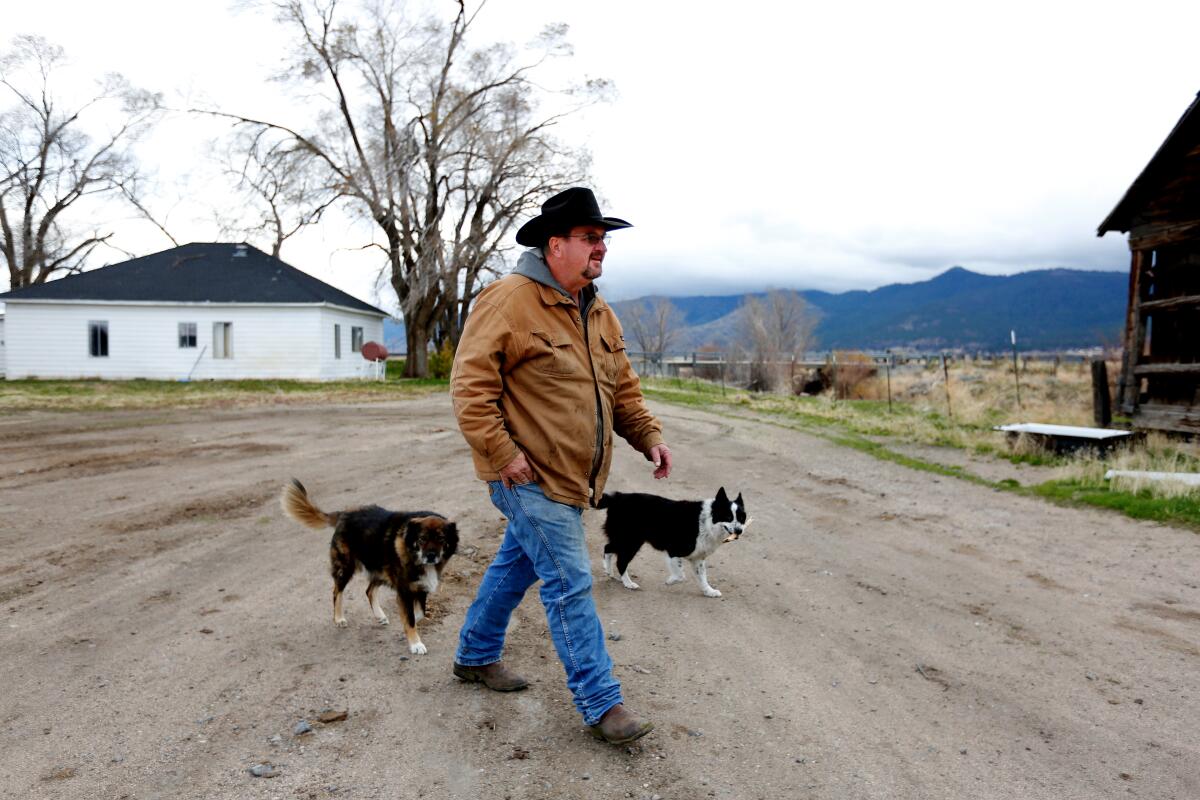 A man walks on a rural property accompanied by two dogs.