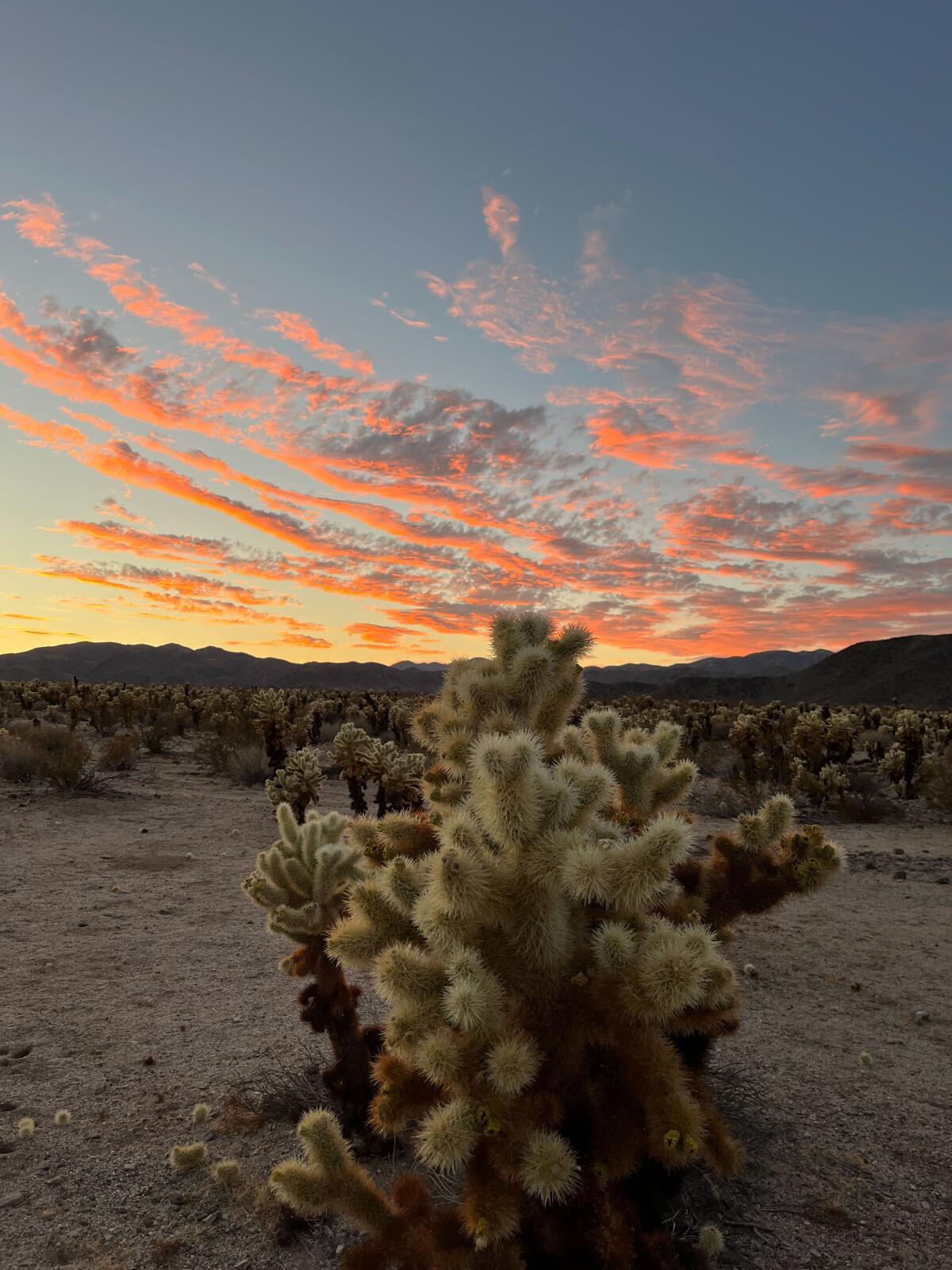 Cholla Cactus Garden in Joshua Tree National Park during an August sunset.