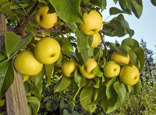 Shinseiki Asian pears