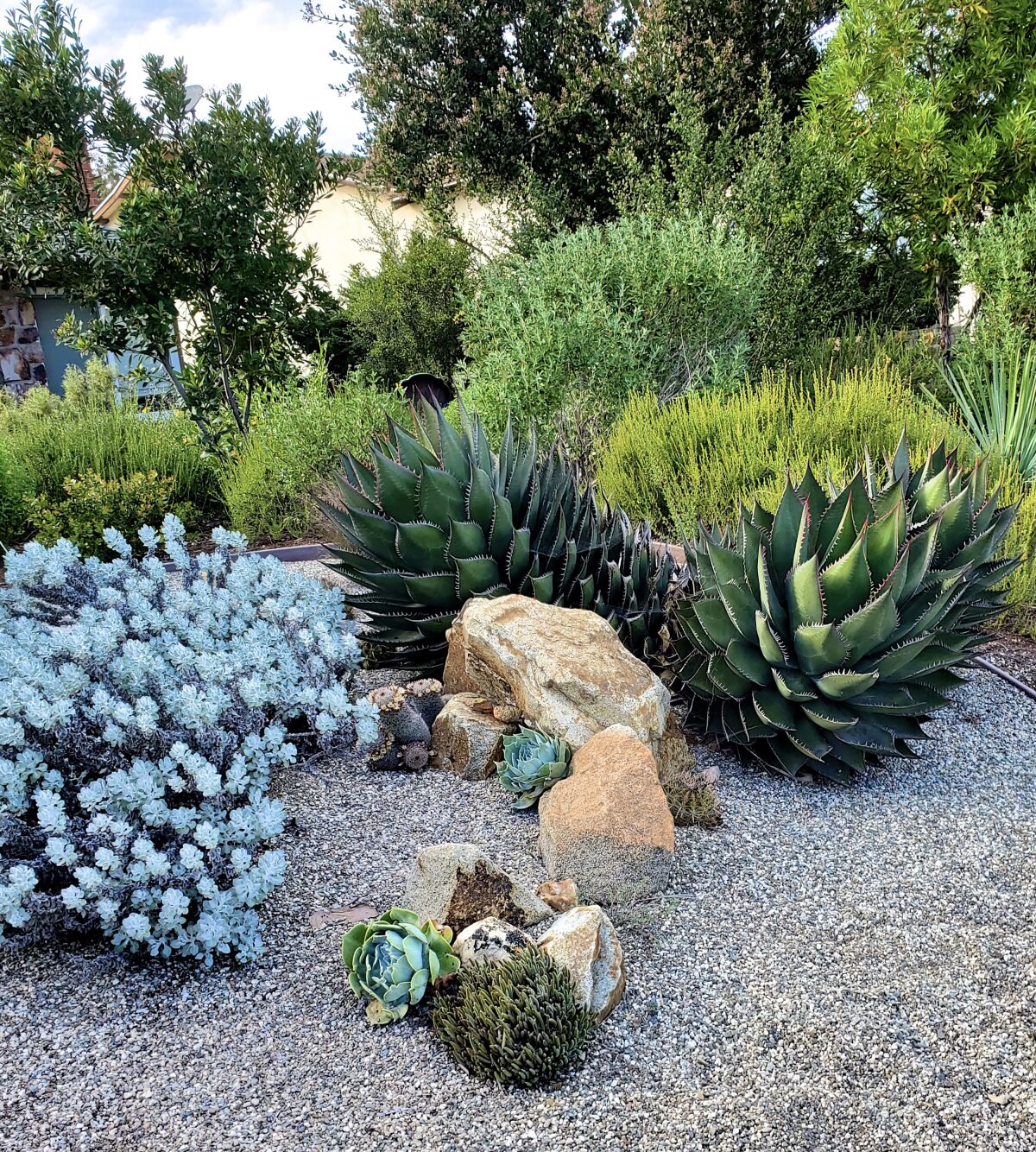 The dramatic texture, shapes and colors of succulents add interest to a garden.