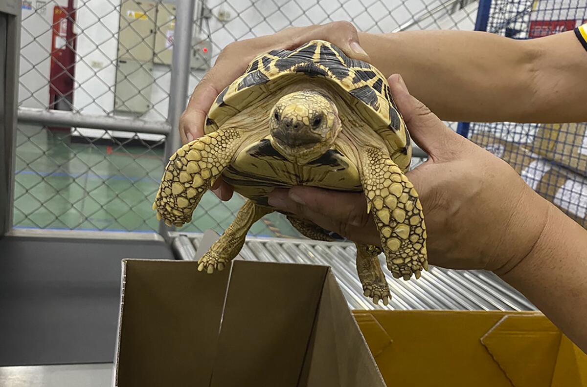 Police and customs seize live animals, horns and ivory in global wildlife  trafficking operation