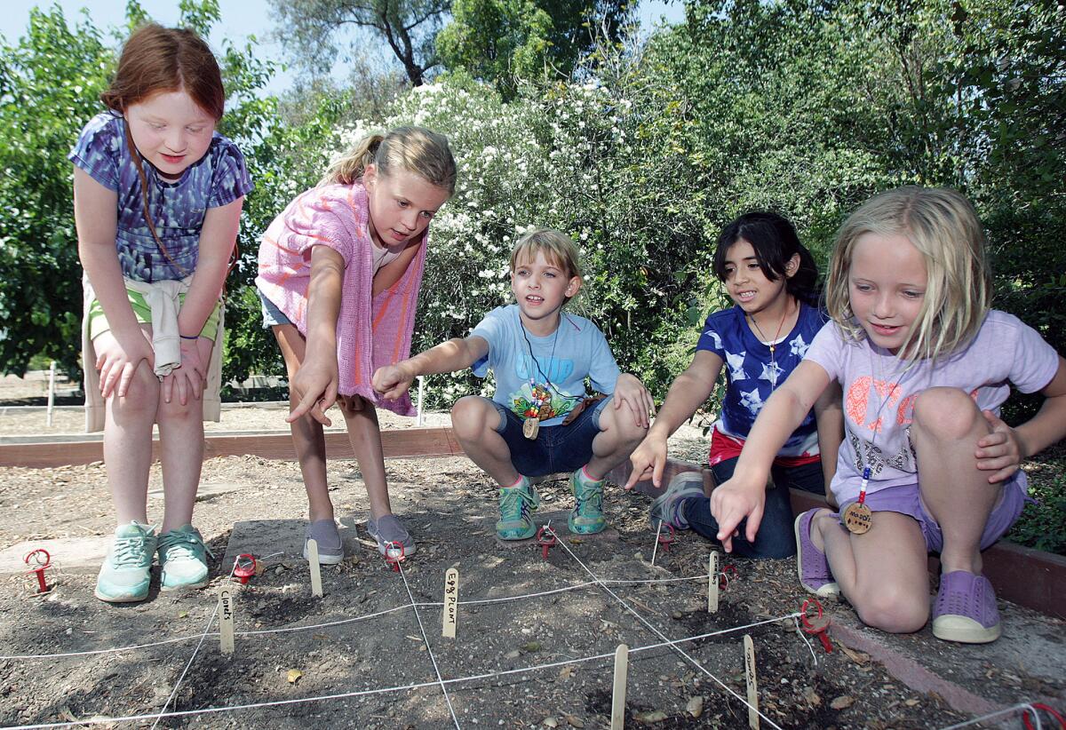 Students from the Children's Education Center in La Cañada Flintridge observe the seeds they planted at a vegetable garden at Descanso Gardens.
