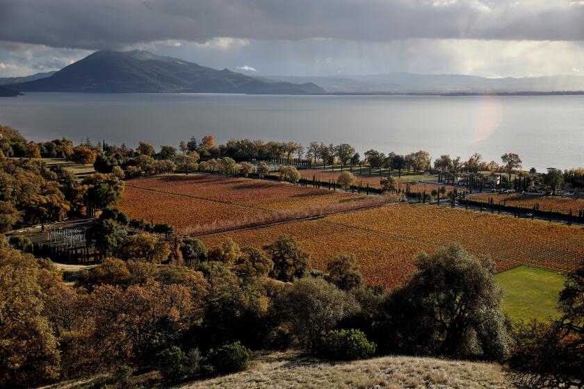 NICE, CA - DECEMBER 01: A vineyard owned by Ceago Vinegarden along the banks of Clear Lake on Thursday, Dec. 1, 2022 in Nice, CA. People claim agriculture uses wells to draw water from the ground, the tributary and Clear Lake, shown in the background, causing the creeks to run dry killing hitch fish during spawning season. The most pressing wildlife emergency in California right now involves the Clear Lake Hitch: a fish essential to Pomo Indian life and culture that is on the verge of extinction due to drought and water diversions by farmers and marijuana grows at Clear Lake. The fish has a 6-year lifespan and spawns in the lake's tributaries-nearly all of which have gone dry. The hitch is endemic to central California, and was once very common. The name is derived from the Pomoan word for this species. Mount Konocti, left, is seen in the background. (Gary Coronado / Los Angeles Times)