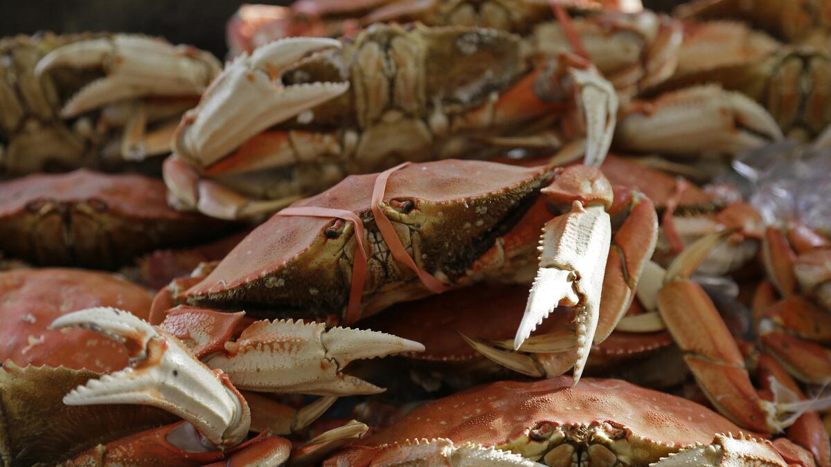 Imported Dungeness crabs are displayed for sale at Fisherman's Wharf, Thursday, Nov. 5, in San Francisco.