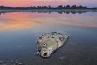 A dead fish lies in the shallow water of the German-Polish border river Oder in Lebus, Germany, Thursday, Au. 18, 2022. Germany says several substances seem to have contributed to a massive fish die-off in the Oder River that forms much of the country’s border with Poland. (Patrick Pleul/dpa via AP)