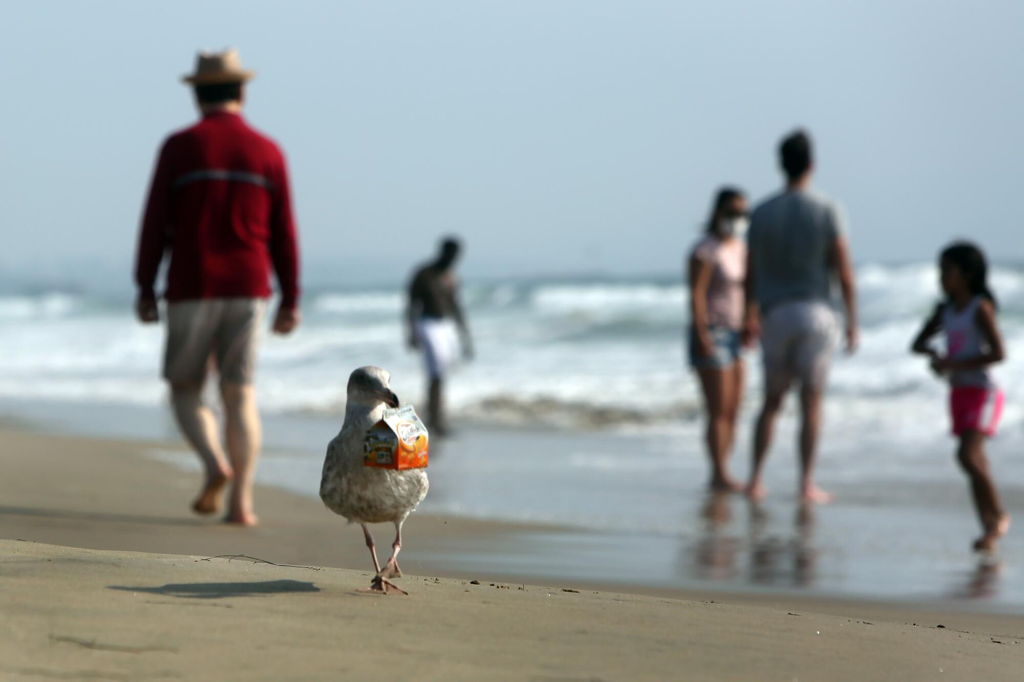 A seagull with trash in its beak