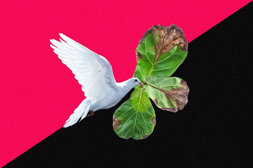 Image of a dove carrying a branch of fiddle leaf fig as if it's an olive branch