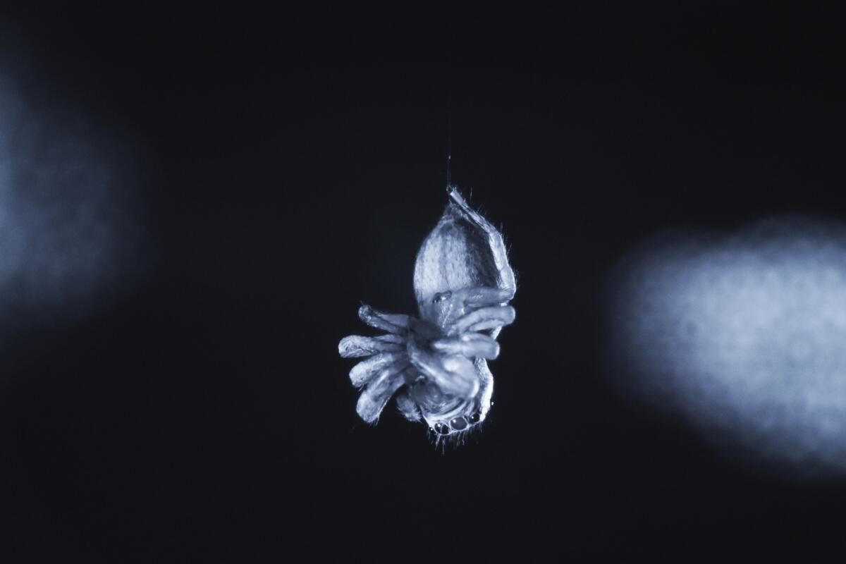 En esta imagen de agosto de 2022, cortesía de Daniela C. Roessler, se ve a una araña saltarina
