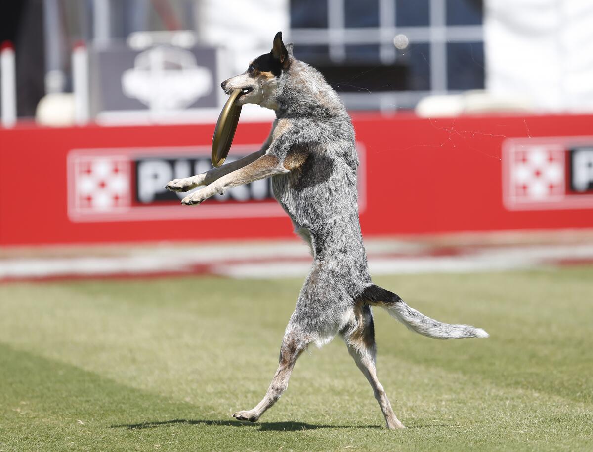 Kaya, an Australian cattle dog, dances with a disc during the freestyle flying disc competition on Friday.