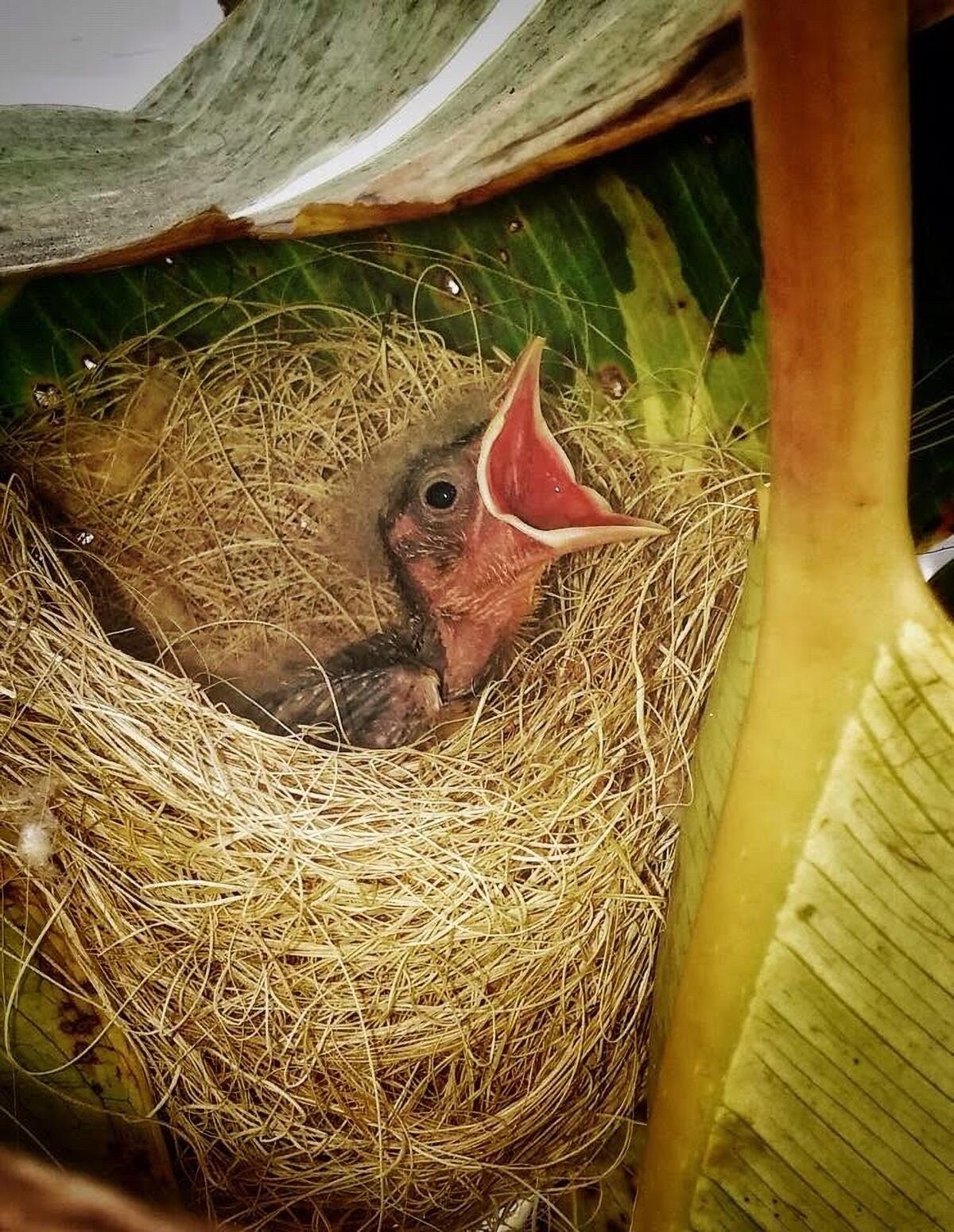 A hooded oriole chick in a nest.
