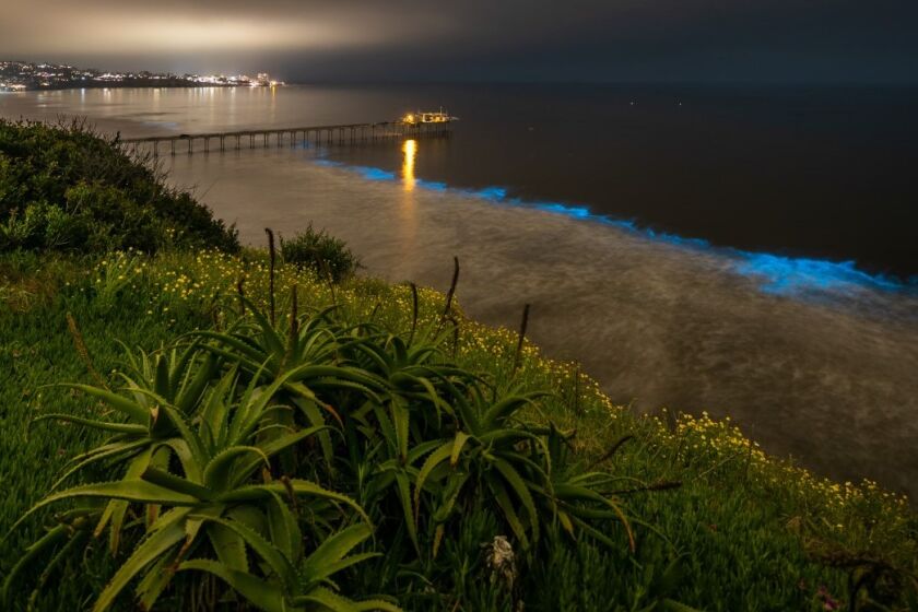 Bioluminescent waves roll in near the Scripps Institution of Oceanography in La Jolla the night of April 30.