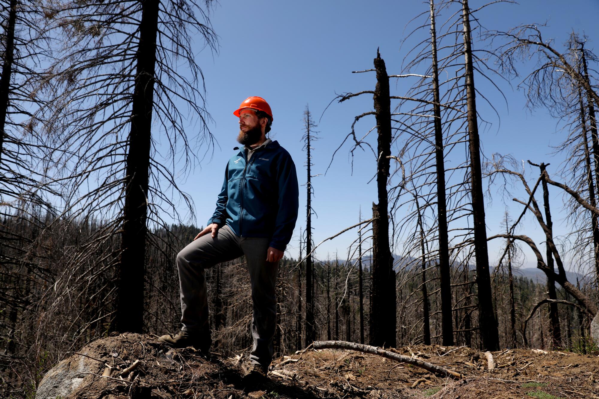 A bearded man in a blue jacket and red helmet stands amid numerous dead and fire-scorched trees.
