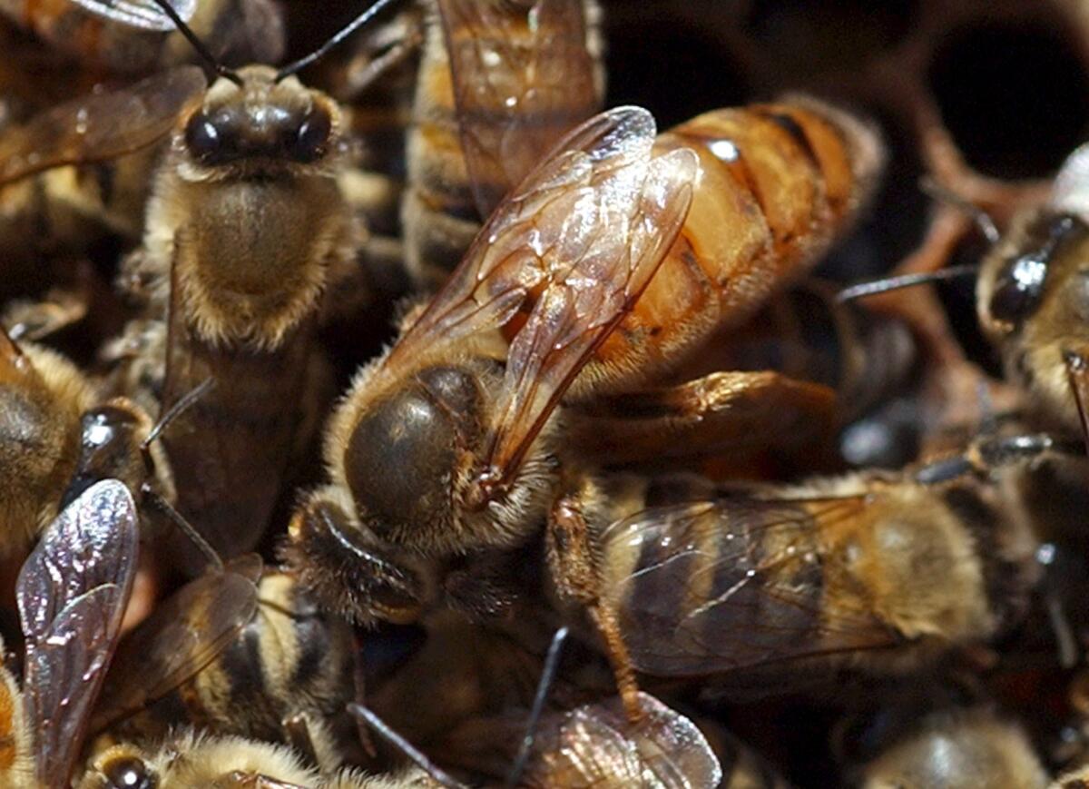 A queen bee is seen in the center of a hive.