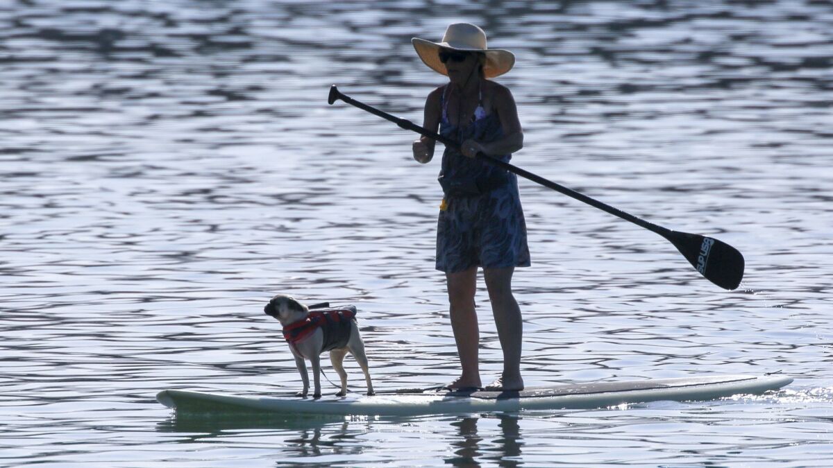 A paddle boarder and pug cruise around Dana Point Harbor on a hot day in 2017. Heat records were shattered throughout Southern California on Monday, thanks to a high-pressure system.