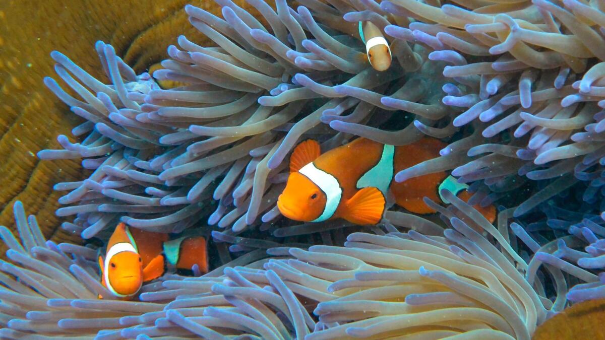 Fish swim through coral on Australia's Great Barrier Reef.