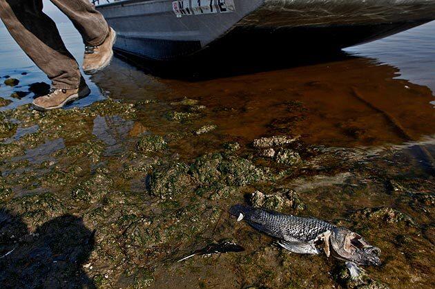 A wildlife refuge specialist steps out of an air boat onto the Salton Sea shore, which is littered with dead tilapia. .