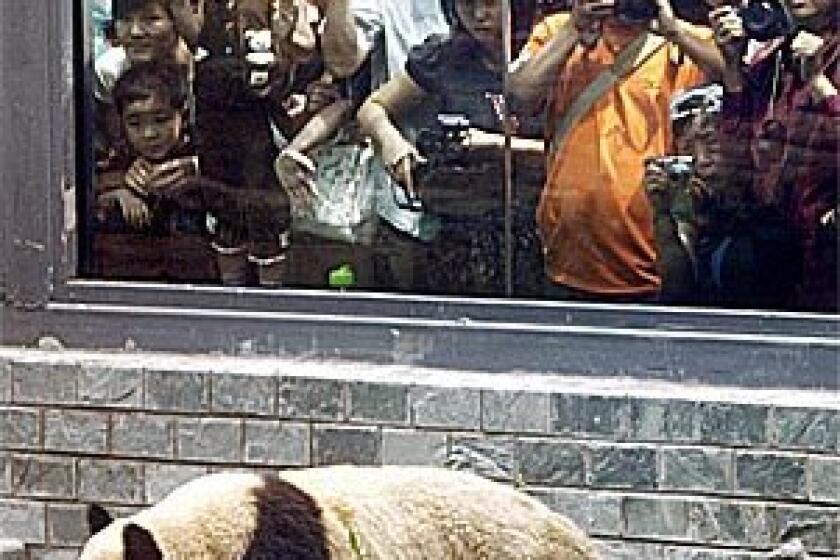 More than 50,000 people visited the exhibit June 5 to see the eight pandas selected for this summer's Beijing Olympics make their first public appearance. The pandas arrived safely in Beijing after a long journey from their damaged reserve near the epicenter of last month's earthquake.