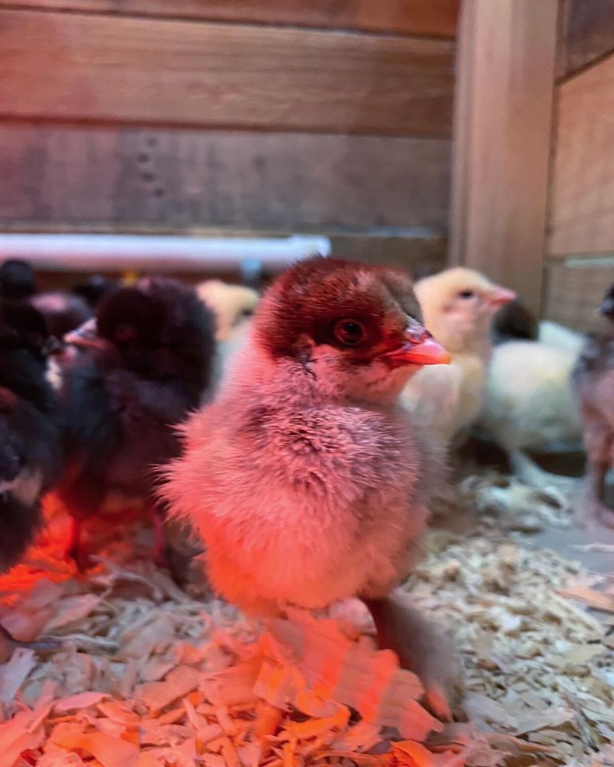 Baby chicks have been impossible to keep in stock at Escondido Feed & Pet Supply this spring.