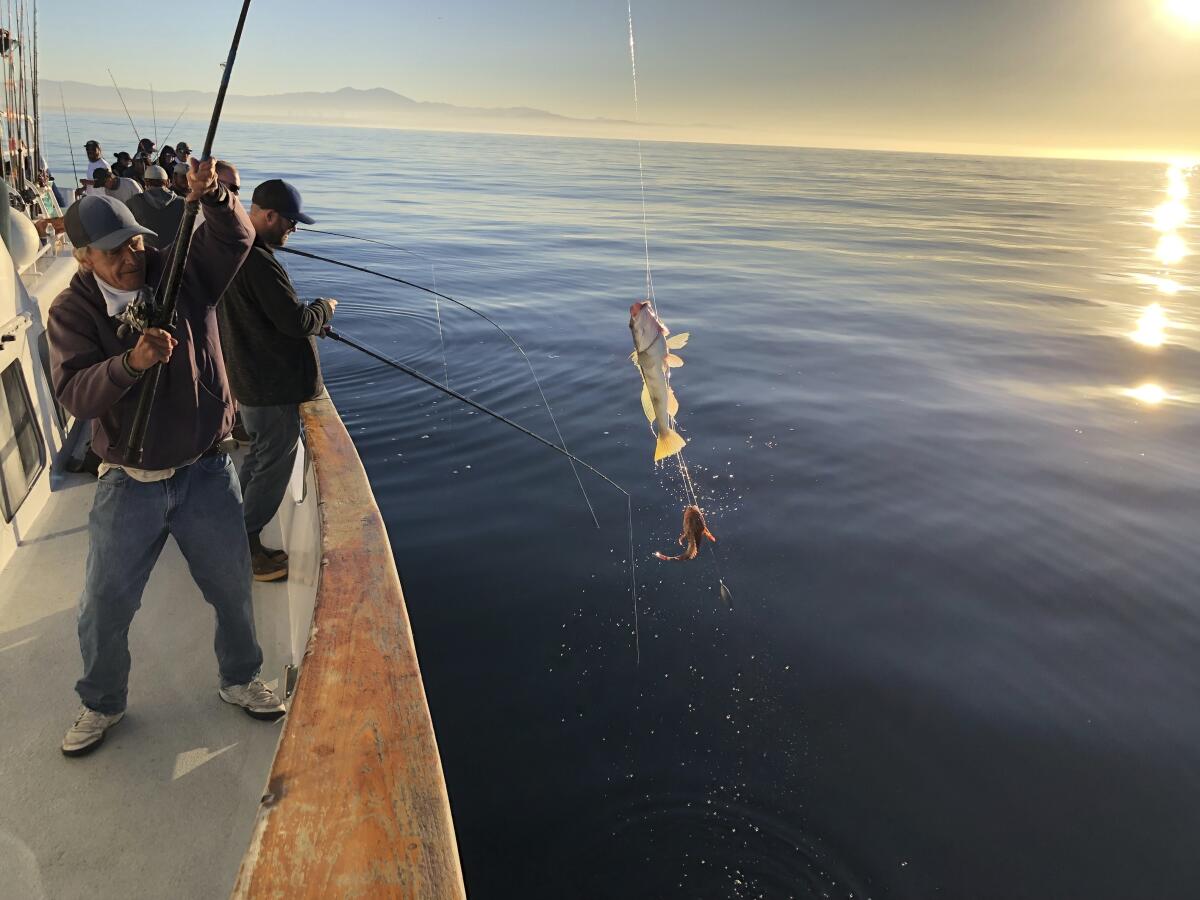 FILE - This photo provided by the California Department of Fish and Wildlife shows California state officials fishing to get samples they can test to determine if it is safe to resume fishing off the coast of California, Thursday, Oct. 28, 2021. California is reopening fishing along a stretch of southern coastline after barring the activity for weeks following an offshore oil spill. (California Department of Fish and Wildlife via AP, File)