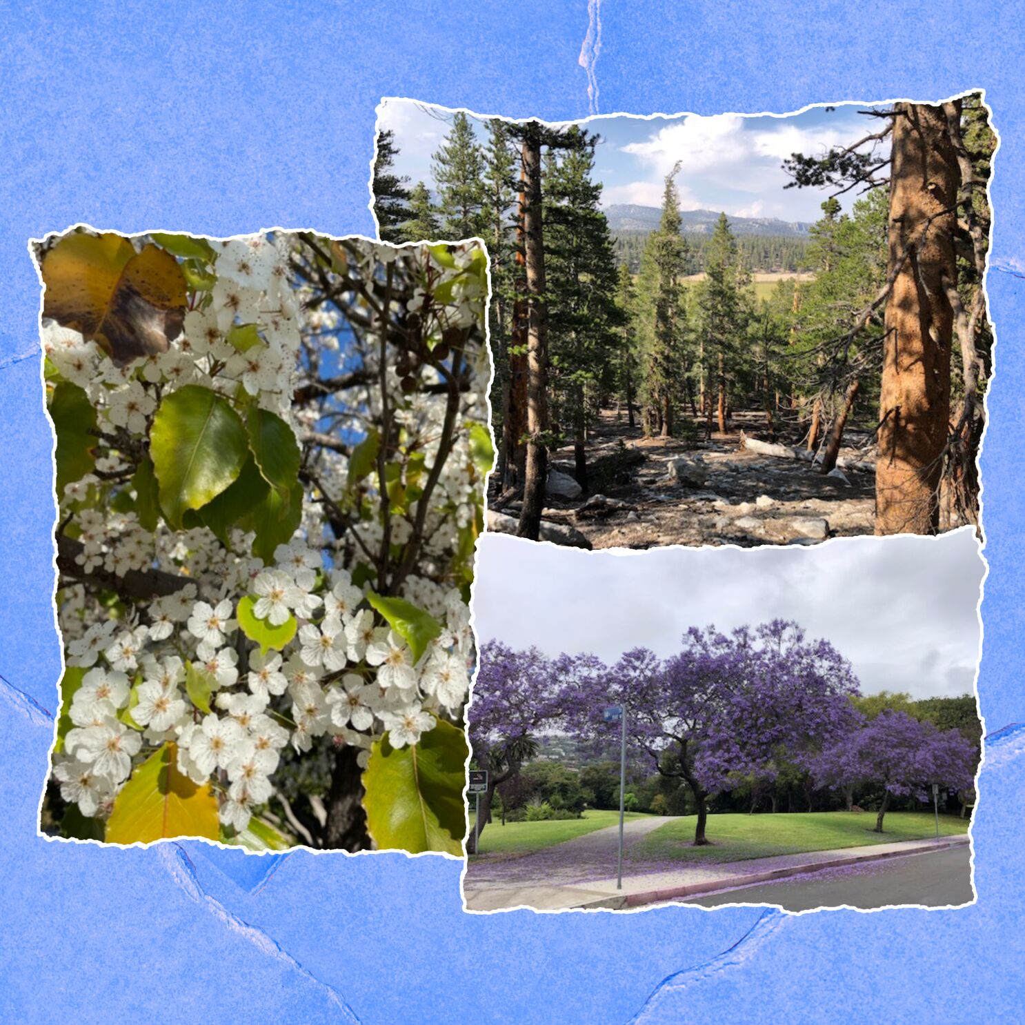 5 hikes in SoCal for people who just really love trees - Los ...